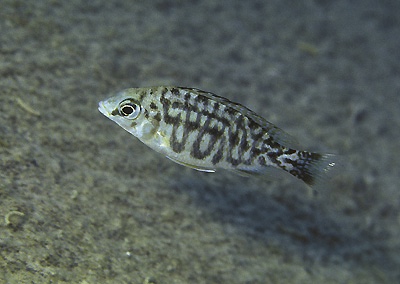 Protomelas taeniolatus 'Lupingu'